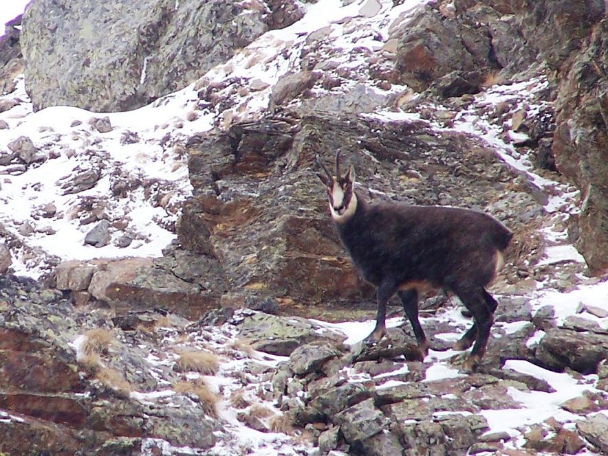 Camosci nella neve (primo)